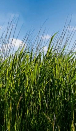 Fototapete Vlies Grashalme Wiese Floral Grün Blau 47272 6 Fototapete Vlies Grashalme Wiese Floral Grün Blau 47272 -Orex Verkäufe Fototapete Vlies Grashalme Wiese Floral gruen blau 47272 63210723