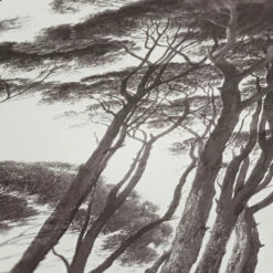 Tapete Vlies Bäume Strukturiert Weiß Braun 37651-1 12 Tapete Vlies Bäume Strukturiert Weiß Braun 37651-1 -Orex Verkäufe Tapete Vlies Baeume weiss braun 37651 1 63205686 5